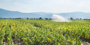 Découverte des Variétés de Feuilles de Tabac à Travers le Monde