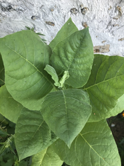 Graines de tabac – Variété Virginie blond