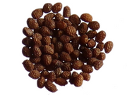 Graines de tabac – Variété Virginie blond