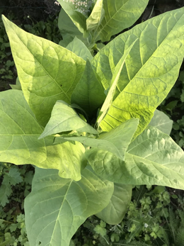 Graines de tabac – Variété Virginie blond